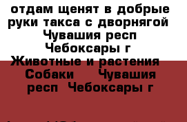 отдам щенят в добрые руки(такса с дворнягой) - Чувашия респ., Чебоксары г. Животные и растения » Собаки   . Чувашия респ.,Чебоксары г.